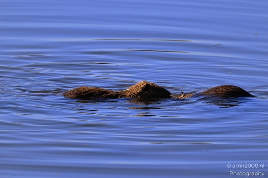 Nutria_Swimming_In_Hula_Nature_Reserve_Animal_Photography_nature_Photography_Canon_EOS_R5_Mark_II_2025_013.JPG