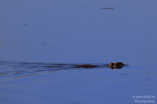 Nutria_Swimming_In_Hula_Nature_Reserve_Animal_Photography_nature_Photography_Canon_EOS_R5_Mark_II_2025_014.JPG