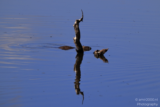Nutria_Swimming_In_Hula_Nature_Reserve_Animal_Photography_nature_Photography_Canon_EOS_R5_Mark_II_2025_016.JPG
