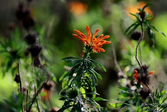 Park_Leumi_scenery_Ramat_Gan_Israel_Nature_Photography_Canon_EOS_R5_Mark_II_2025_001.JPG