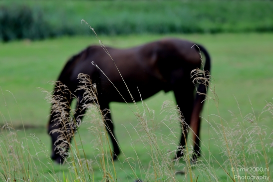 Pasture_grass_with_horse_in_background_Animal_Photography_Nature_Photography_Canon_EOS_R5_Mark_II_2025_001.JPG