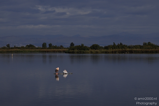 Pelicans_On_Lake_Platform_In_Hula_Nature_Reserve_Birds_Photography_nature_Photography_Canon_EOS_R5_Mark_II_2025_001.JPG