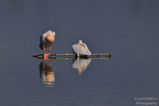 Pelicans_Perched_On_Driftwood_In_Hula_Nature_Reserve_Birds_Photography_nature_Photography_Canon_EOS_R5_Mark_II_2025_001.JPG