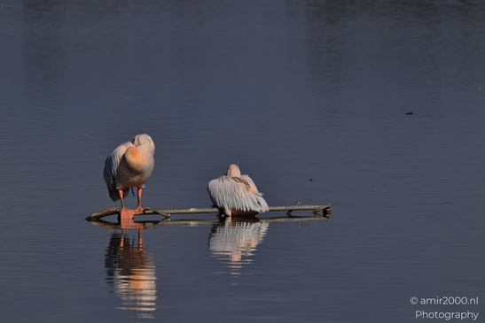 Pelicans_Perched_On_Driftwood_In_Hula_Nature_Reserve_Birds_Photography_nature_Photography_Canon_EOS_R5_Mark_II_2025_002.JPG