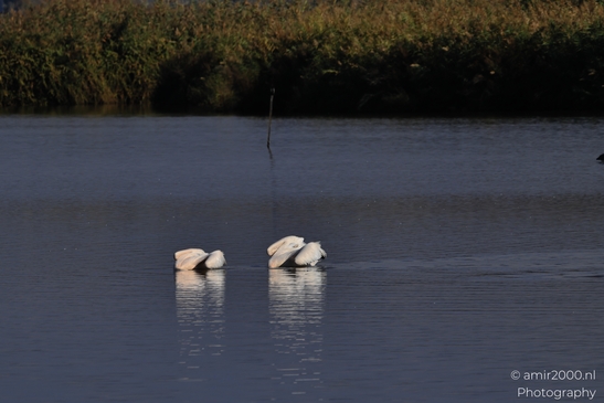 Pelicans_Swimming_In_Hula_Nature_Reserve_Birds_Photography_nature_Photography_Canon_EOS_R5_Mark_II_2025_001.JPG