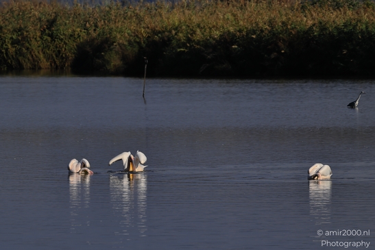 Pelicans_Swimming_In_Hula_Nature_Reserve_Birds_Photography_nature_Photography_Canon_EOS_R5_Mark_II_2025_002.JPG