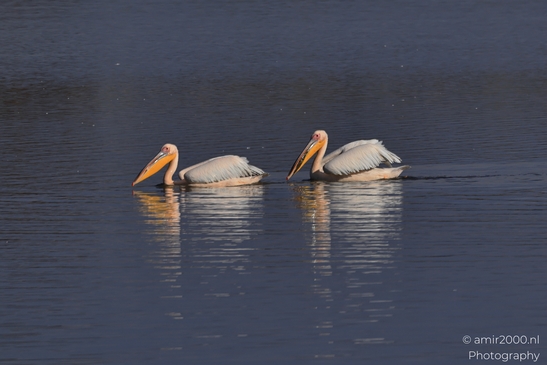 Pelicans_Swimming_In_Hula_Nature_Reserve_Birds_Photography_nature_Photography_Canon_EOS_R5_Mark_II_2025_003.JPG