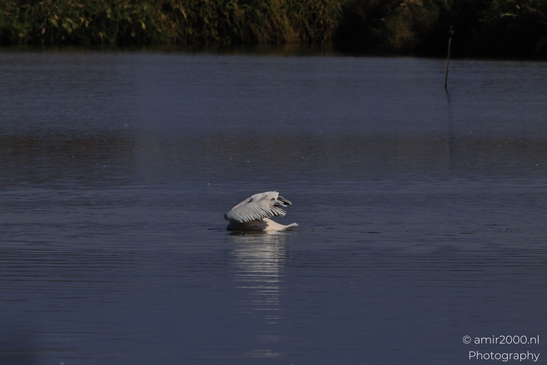 Pelicans_Swimming_In_Hula_Nature_Reserve_Birds_Photography_nature_Photography_Canon_EOS_R5_Mark_II_2025_004.JPG