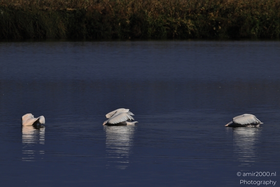 Pelicans_Swimming_In_Hula_Nature_Reserve_Birds_Photography_nature_Photography_Canon_EOS_R5_Mark_II_2025_005.JPG