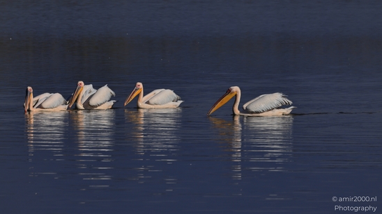Pelicans_Swimming_In_Hula_Nature_Reserve_Birds_Photography_nature_Photography_Canon_EOS_R5_Mark_II_2025_006.JPG