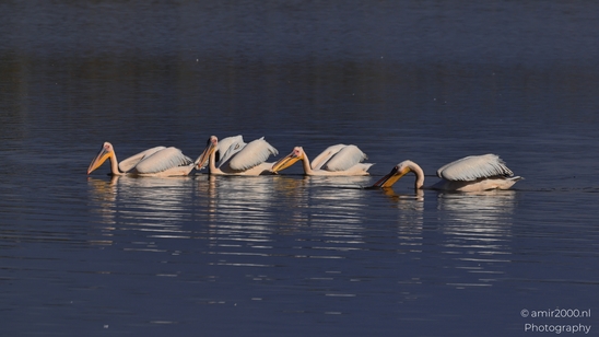 Pelicans_Swimming_In_Hula_Nature_Reserve_Birds_Photography_nature_Photography_Canon_EOS_R5_Mark_II_2025_007.JPG