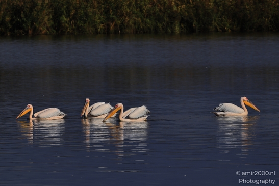 Pelicans_Swimming_In_Hula_Nature_Reserve_Birds_Photography_nature_Photography_Canon_EOS_R5_Mark_II_2025_008.JPG
