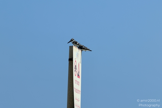 Pied_Kingfisher_at_Mediterranean_Sea_Israel_Birds_Photography_Nature_Photography_Canon_EOS_R5_Mark_II_2025_002.JPG