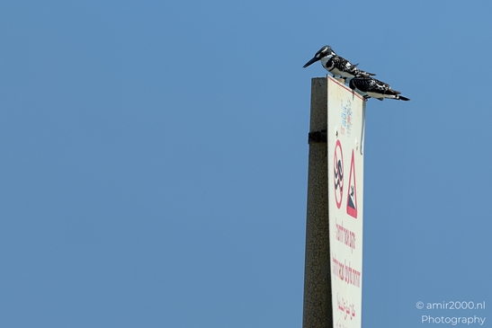 Pied_Kingfisher_at_Mediterranean_Sea_Israel_Birds_Photography_Nature_Photography_Canon_EOS_R5_Mark_II_2025_003.JPG