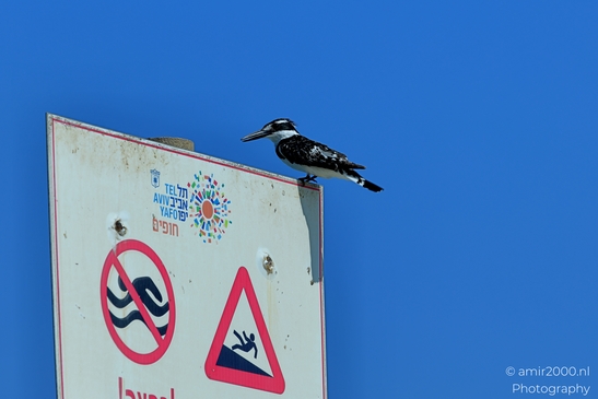 Pied_Kingfisher_at_Mediterranean_Sea_Israel_Birds_Photography_Nature_Photography_Canon_EOS_R5_Mark_II_2025_006.JPG