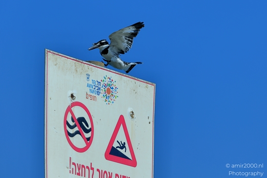 Pied_Kingfisher_at_Mediterranean_Sea_Israel_Birds_Photography_Nature_Photography_Canon_EOS_R5_Mark_II_2025_007.JPG