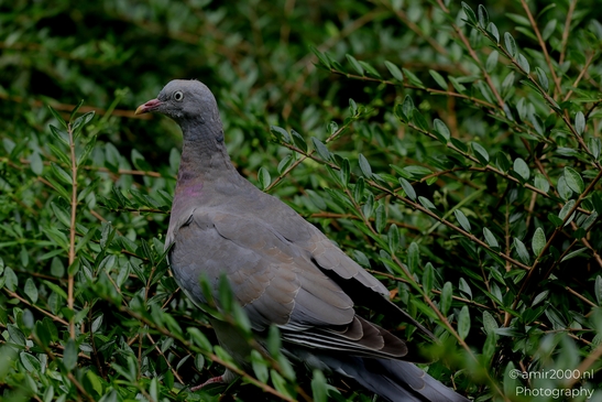 Pigeon_In_Bushes_Birds_Photography_Nature_Photography_Canon_EOS_R5_Mark_II_2025_001.JPG