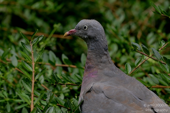 Pigeon_In_Bushes_Birds_Photography_Nature_Photography_Canon_EOS_R5_Mark_II_2025_002.JPG
