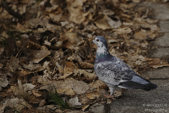 Pigeon_In_Urban_Setting_With_Dried_Leaves_And_Greenery_Birds_Photography_nature_Photography_Canon_EOS_R5_Mark_II_2025_001.JPG