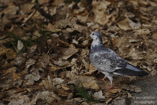 Pigeon_In_Urban_Setting_With_Dried_Leaves_And_Greenery_Birds_Photography_nature_Photography_Canon_EOS_R5_Mark_II_2025_002.JPG