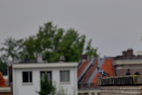 Pigeon_On_Roof_Birds_Photography_Nature_Photography_Canon_EOS_R5_Mark_II_2025_001.JPG