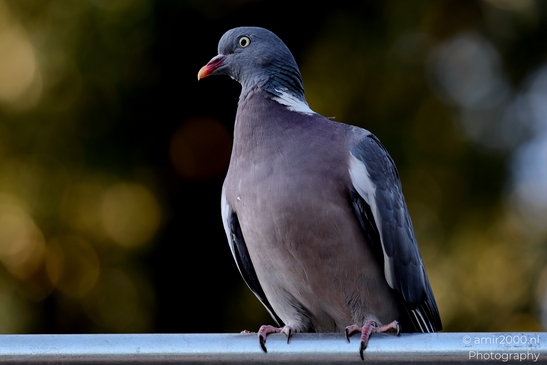 Pigeon_Portrait_On_Fence_Bokeh_Birds_Photography_Nature_Photography_Canon_EOS_R5_Mark_II_2025_001.JPG