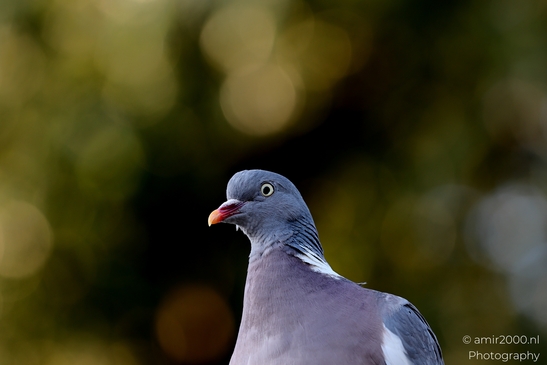 Pigeon_Portrait_On_Fence_Bokeh_Birds_Photography_Nature_Photography_Canon_EOS_R5_Mark_II_2025_002.JPG
