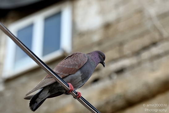 Pigeon_at_Jaffa_Nature_Landscape_Israel_Nature_Photography_Canon_EOS_R5_Mark_II_2025_002.JPG