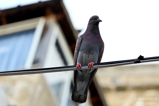 Pigeon_at_Jaffa_Nature_Landscape_Israel_Nature_Photography_Canon_EOS_R5_Mark_II_2025_003.JPG