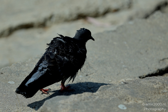Pigeon_in_the_city_Birds_Photography_Nature_Photography_Canon_EOS_R5_Mark_II_2025_001.JPG