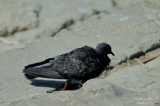 Pigeon_in_the_city_Birds_Photography_Nature_Photography_Canon_EOS_R5_Mark_II_2025_002.JPG