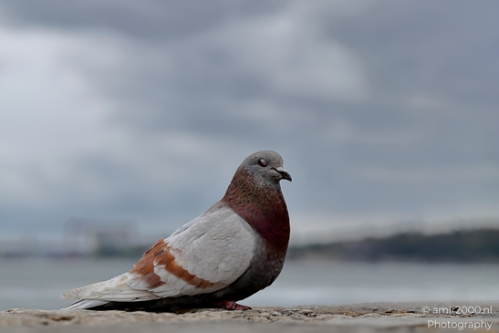 Pigeon_in_the_city_Birds_Photography_Nature_Photography_Canon_EOS_R5_Mark_II_2025_003.JPG