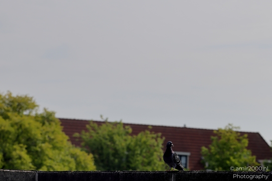 Pigeon_on_the_roof_Birds_Photography_Nature_Photography_Canon_EOS_R5_Mark_II_2025_001.JPG