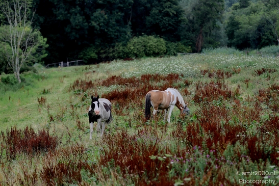 Pinto_horses_grazing_in_summer_meadow_Animal_Photography_Nature_Landscape_Photography_Canon_EOS_R5_Mark_II_2025_001.JPG