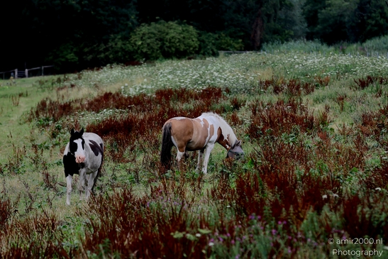 Pinto_horses_grazing_in_summer_meadow_Animal_Photography_Nature_Landscape_Photography_Canon_EOS_R5_Mark_II_2025_002.JPG