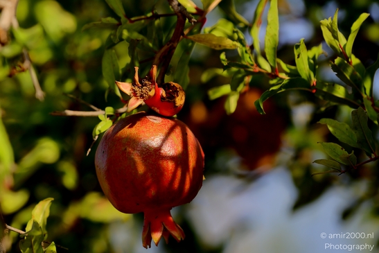Pomegranates_Punica_granatum_Tel_Aviv_jaffa_Israel_Nature_Photography_Canon_EOS_R5_Mark_II_2025_002.JPG