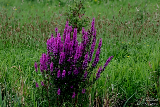 Purple_loosestrife_blooming_in_a_wet_meadow_Flower_Photography_Nature_Photography_Canon_EOS_R5_Mark_II_2025_001.JPG