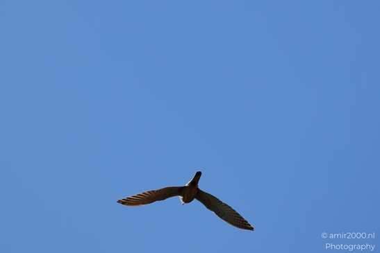 Raptor_Circling_In_Hula_Nature_Reserve_Birds_Photography_nature_Photography_Canon_EOS_R5_Mark_II_2025_002.JPG