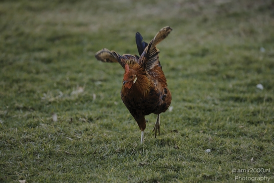Rooster_Displaying_Feathers_On_Grass_Field_Birds_Photography_nature_Photography_Canon_EOS_R5_Mark_II_2025_001.JPG