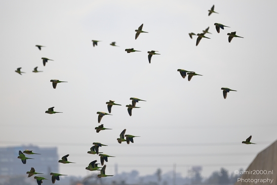 Rose_Ringed_Parakeet_Flock_In_Ariel_Sharon_Park_Birds_Photography_nature_Photography_Canon_EOS_R5_Mark_II_2025_002.JPG