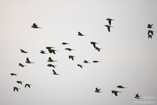 Rose_Ringed_Parakeet_Flock_In_Ariel_Sharon_Park_Birds_Photography_nature_Photography_Canon_EOS_R5_Mark_II_2025_003.JPG