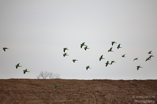 Rose_Ringed_Parakeet_Flock_In_Ariel_Sharon_Park_Birds_Photography_nature_Photography_Canon_EOS_R5_Mark_II_2025_004.JPG