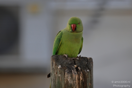 Rose_Ringed_Parakeet_On_Weathered_Post_Birds_Photography_nature_Photography_Canon_EOS_R5_Mark_II_2025_001.JPG