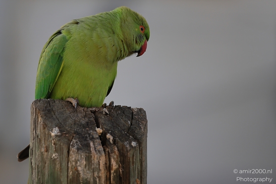 Rose_Ringed_Parakeet_On_Weathered_Post_Birds_Photography_nature_Photography_Canon_EOS_R5_Mark_II_2025_002.JPG