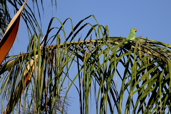 Rose_ringed_parakeet_Birds_Photography_Nature_Photography_Canon_EOS_R5_Mark_II_2025_001.JPG
