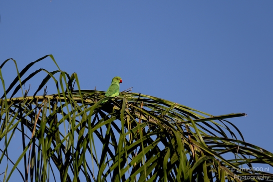 Rose_ringed_parakeet_Birds_Photography_Nature_Photography_Canon_EOS_R5_Mark_II_2025_002.JPG
