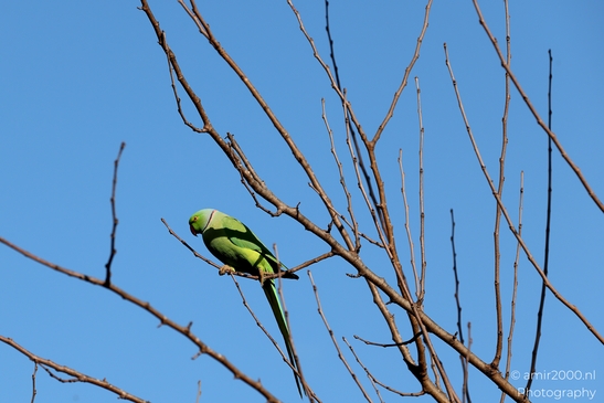 Rose_ringed_parakeet_at_the_park_Birds_Photography_Nature_Photography_Canon_EOS_R5_Mark_II_2025_001.JPG