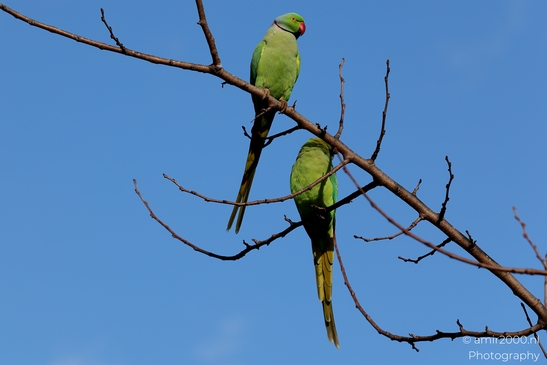 Rose_ringed_parakeet_at_the_park_Birds_Photography_Nature_Photography_Canon_EOS_R5_Mark_II_2025_003.JPG