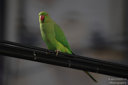 Rose_ringed_parakeet_on_utility_cable_red_beak_and_eye_Birds_Photography_nature_Photography_Canon_EOS_R5_Mark_II_2025_003.JPG