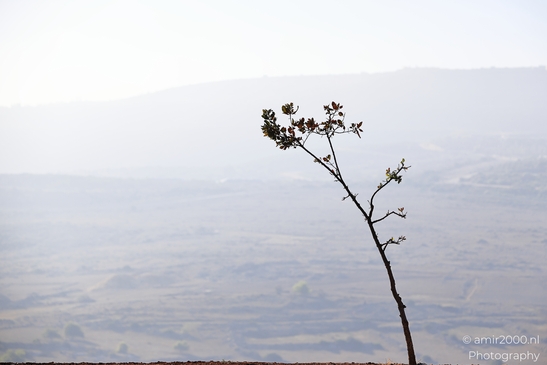 Rural_Landscape_With_Hazy_Atmosphere_Galilee_Ha_Galil_Israel_nature_Photography_Canon_EOS_R5_Mark_II_2025_003.JPG